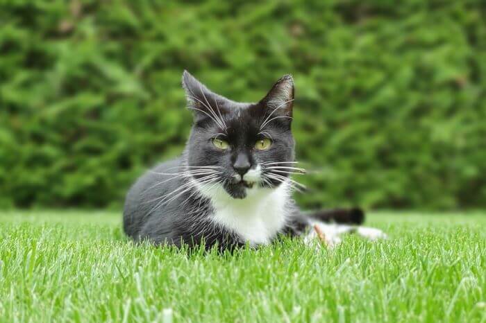 Cat Care Tierhilfe Kassel E V Chip Oder Tatowierung